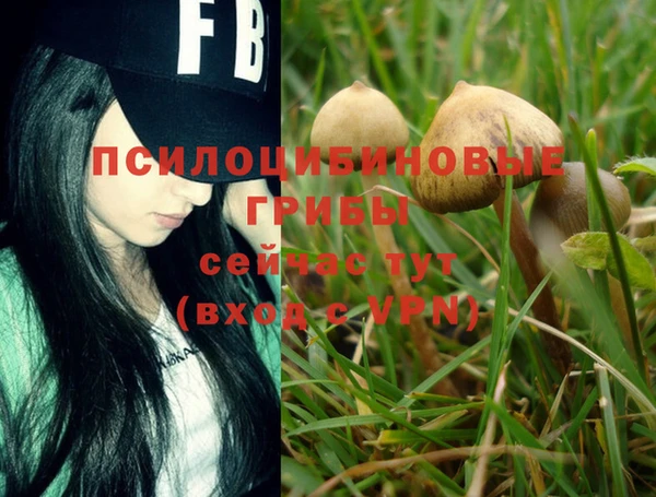 стафф Аркадак